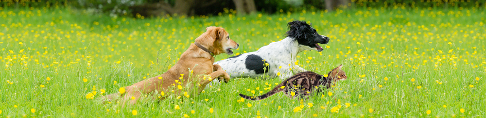 Hypoallergenic Dog Treats